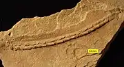 Trace fossil Gyrochorte from the Carmel Formation (Middle Jurassic) of SW Utah