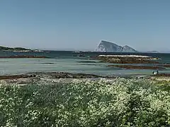 Håja fra Sommarøy