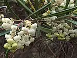 Flowering at the Regional Parks Botanic Garden