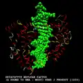 Hepatocyte nuclear factor 1A bound to DNA