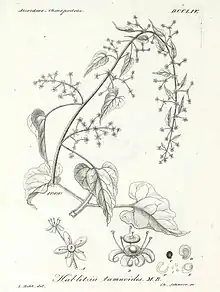 Hand drawn illustration of Hablitzia Tamnoides