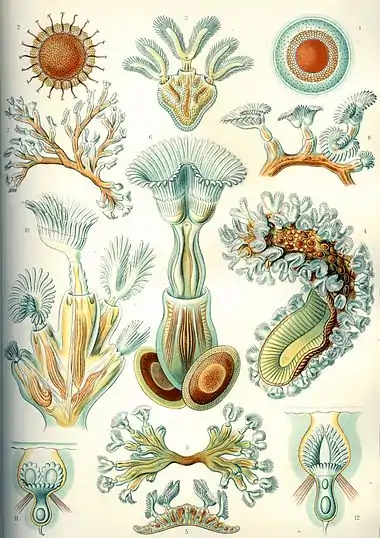 Image 9BryozoaCredit: Ernst Haeckel, Kunstformen der Natur (1904)Bryozoa (also known as the Polyzoa, Ectoprocta or commonly as moss animals) are a phylum of simple, aquatic invertebrate animals, nearly all living in sedentary colonies. Typically about 0.5 millimetres (1⁄64 in) long, they have a special feeding structure called a lophophore, a "crown" of tentacles used for filter feeding. Most marine bryozoans live in tropical waters, but a few are found in oceanic trenches and polar waters. The bryozoans are classified as the marine bryozoans (Stenolaemata), freshwater bryozoans (Phylactolaemata), and mostly-marine bryozoans (Gymnolaemata), a few members of which prefer brackish water. 5,869 living species are known. At least two genera are solitary (Aethozooides and Monobryozoon); the rest are colonial. (Full article...)More selected pictures