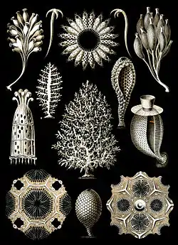 Image 1Calcareous spongeImage credit: Ernst HaeckelPlate 5 from Ernst Haeckel's Kunstformen der Natur, showing a variety of calcareous sponges, a class of about 400 marine sponges that are found mostly in shallow tropical waters worldwide. Calcareous sponges vary from radially symmetrical vase-shaped body types to colonies made up of a meshwork of thin tubes, or irregular massive forms. The skeleton has either a mesh or honeycomb structure.More selected pictures