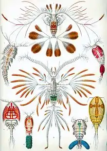 Image 2Copepods, from Ernst Haeckel's 1904 work Kunstformen der Natur (from Crustacean)