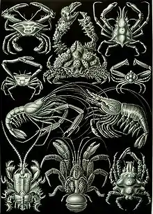 Image 3Decapods, from Ernst Haeckel's 1904 work Kunstformen der Natur (from Crustacean)