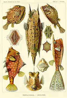 Boxfish (Ostraciontes)