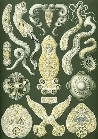 Image 14FlatwormsCredit: Ernst Haeckel, Kunstformen der Natur (1904)The flatworms, flat worms, Platyhelminthes, or platyhelminths (from the Greek πλατύ, platy, meaning "flat" and ἕλμινς (root: ἑλμινθ-), helminth-, meaning "worm") are a phylum of relatively simple bilaterian, unsegmented, soft-bodied invertebrates. Unlike other bilaterians, they are acoelomates (having no body cavity), and have no specialised circulatory and respiratory organs, which restricts them to having flattened shapes that allow oxygen and nutrients to pass through their bodies by diffusion. The digestive cavity has only one opening for both ingestion (intake of nutrients) and egestion (removal of undigested wastes); as a result, the food cannot be processed continuously. (Full article...)More selected pictures