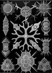 Shells of (mostly) Spumellaria (Haeckel)