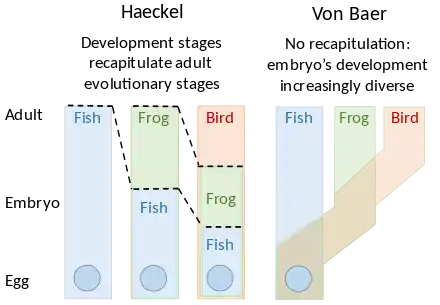 Image 17Embryology theories of Ernst Haeckel, who argued for recapitulation of evolutionary development in the embryo, and Karl Ernst von Baer's epigenesis  (from Evolutionary developmental biology)