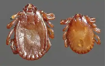 Haemaphysalis bancrofti ixodid ticks, female and male, dorsal.