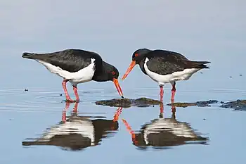 A pair of pied oystercatchers foraging in shallow water