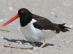 One parent tending eggs Cape May Point State Park, USA