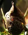 Hakea seed pod, ACT, Aust.