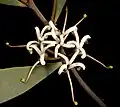 Flowers & leaves