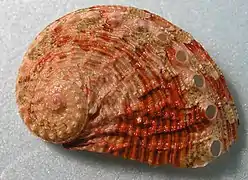 Haliotis squamosa