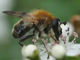 Criorhina asilica (male)