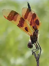 Celithemis eponina in the obelisk posture