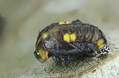 Pupa