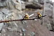 Winter twig, showing elongate brown-pubescent terminal bud, and persistent calyces