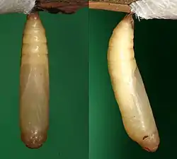 Pupa