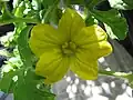 Male watermelon flower