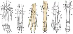 Six hand skeletons