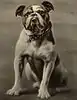 Yale's original mascot, Handsome Dan