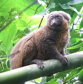 Bamboo lemur perched on a horizontal piece of bamboo