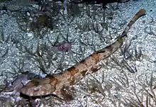 A wild puffadder shyshark