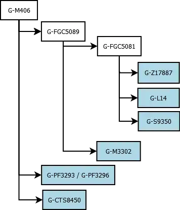 Main branches of human Y haplogroup G-M406