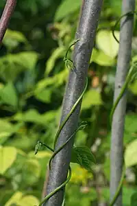 Bean tendrils