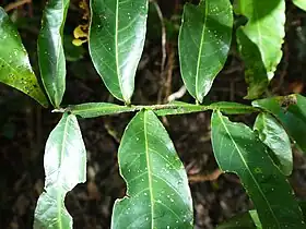 Leaf, showing winged rachis