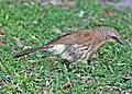 In a garden at Shakawe, Botswana, showing white vent plumage