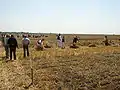 Harvest in Skorenovac