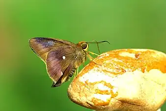 Ventral view