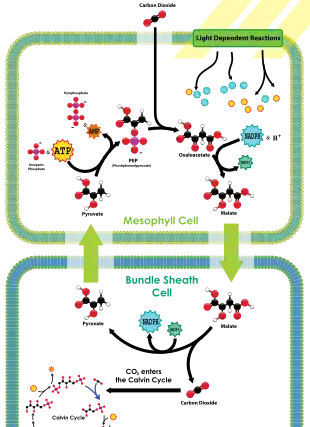 Image 3The C4 carbon concentrating mechanism (from Evolutionary history of plants)