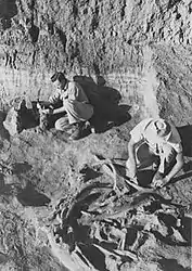 Emil Haury (right) at Naco mammoth kill site, 1952, photograph courtesy Arizona State Museum, University of Arizona.