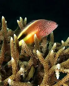 Image 7A hawkfish, safely perched on Acropora, surveys its surroundings (from Coral reef fish)