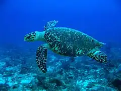 Hawksbill turtle at the "Black Hills" dive site