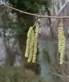 Male catkins (common hazel)