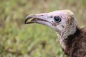 Close-up of the head