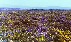 Image 65Heathland at Woodbury Common in south east Devon (from Devon)