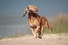 Image 15A gun dog retrieving a duck during a hunt (from Animal)