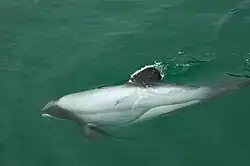 Hector's dolphin