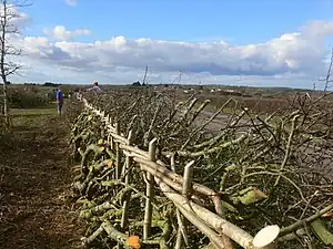 Hedge laying