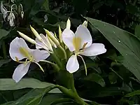 Hedychium coronarium by Wilder