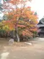 Maple tree in autumn at Heirinji