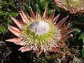 King protea in Kogelberg Sandstone Fynbos