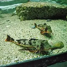 The red gurnard is a mail-cheeked fish found to depths of around 180 metres. They often grunt when captured as air is expelled from its air bladder.