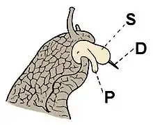 Drawing of head of mating H. pomatia with everted penis and dart sac shooting a love dart